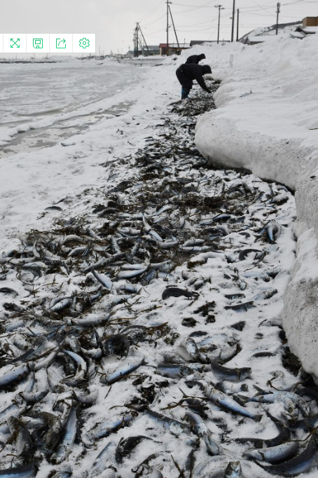 日本北海道又现大量鱼尸 渔民大喜称可做成鱼丸吃