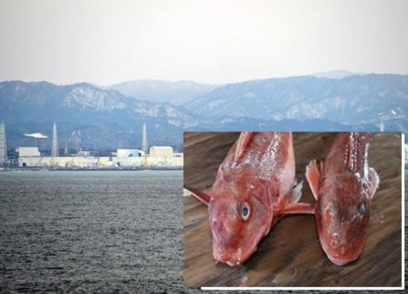 福岛核电站附近海域 发现超标“辐射鱼”