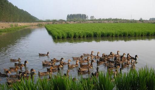贝店优选"鸭稻共生"大米,带你重拾生态天然的香甜记忆