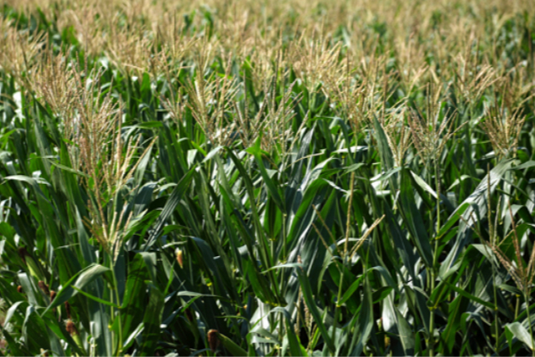 美国农民担忧特朗普政策将重创美国农业。