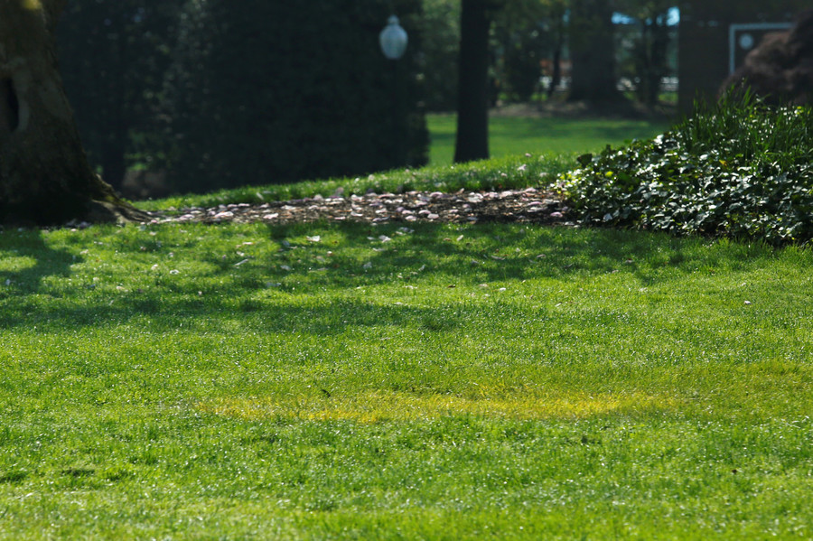 马克龙访美赠特朗普的树苗 从白宫草坪神秘“消失”