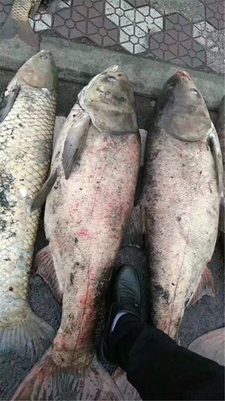 重庆高校捞出千斤超大号鱼 校方:端午给师生加菜