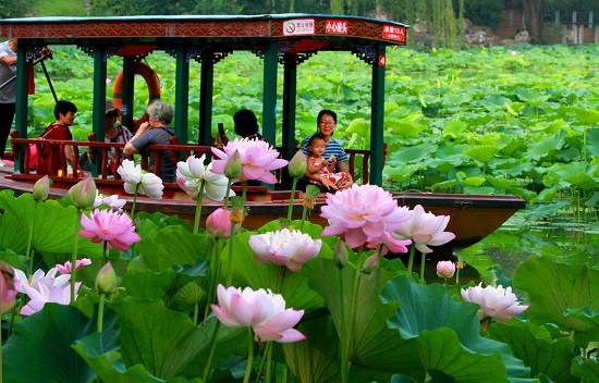北京第23届荷花节亮相圆明园