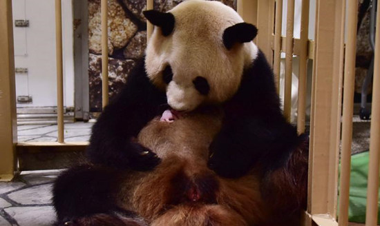 旅日大熊猫"良浜"产下一雌性大熊猫宝宝