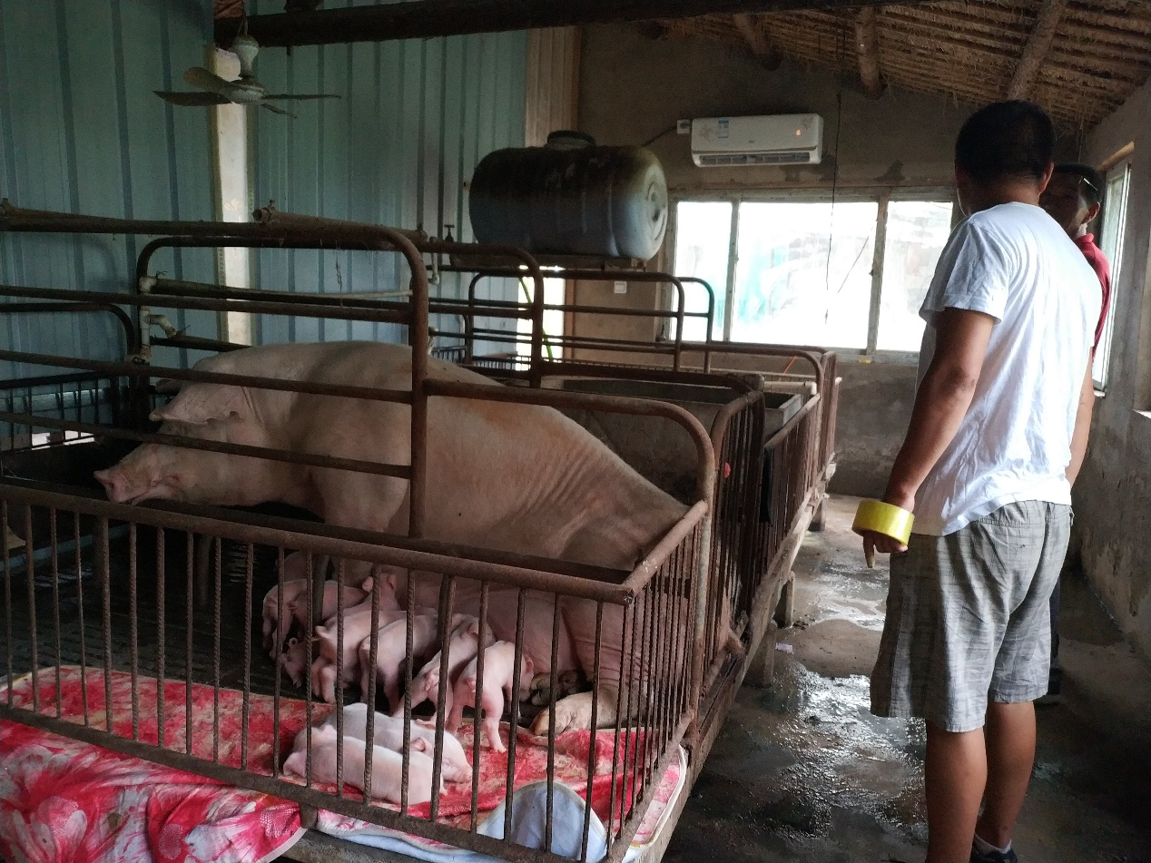 农村淘宝推空调送装免费 帮河南养猪户预防非洲猪瘟