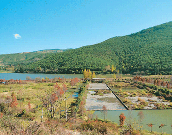 冬游云南洱源湿地