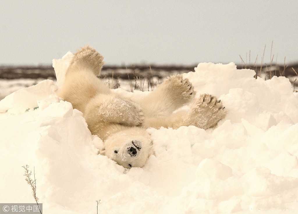 北极熊在地上滑表情包图片