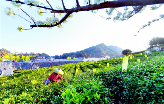 春光無限好,滿山茶香飄.3月14日,貴定縣雲霧鎮茶農正忙著採摘茶青.