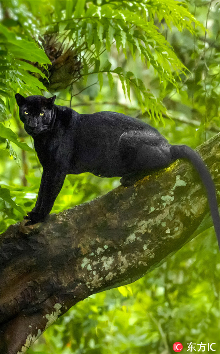 苦苦追寻三年 摄影师如愿拍到珍稀黑豹
