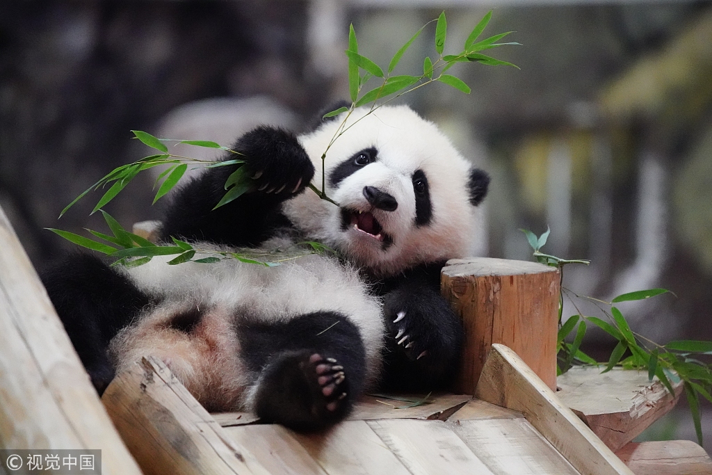 旅日熊猫小"彩浜"户外玩耍 调皮宝宝上线简直萌哭