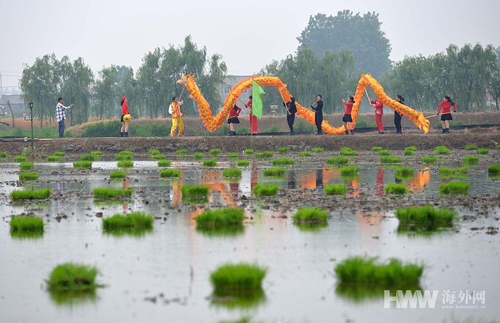 江苏淮安办插秧节游客雨中插秧摸鱼感受农耕乐