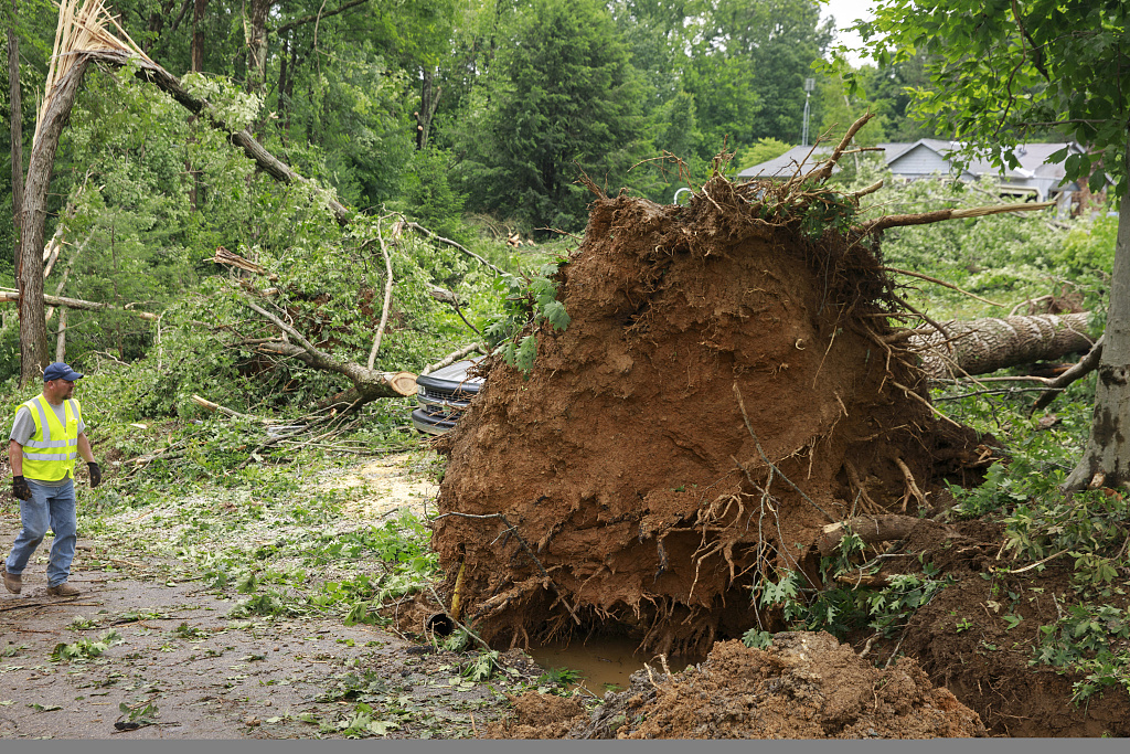 美国印第安纳州遭龙卷风侵袭大树被连根拔起