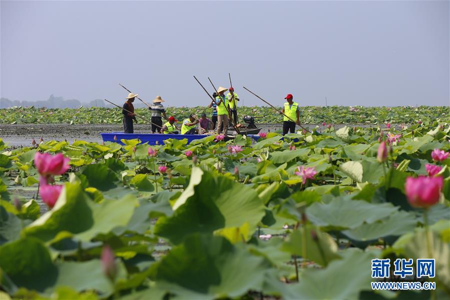 江苏泗洪采收藕带忙