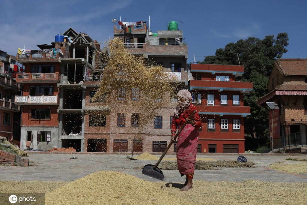 收获的季节尼泊尔农民田间收割晾晒稻谷忙