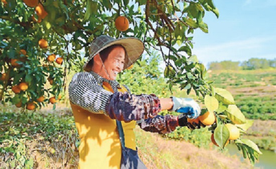 会昌县珠兰乡雁湖村人口数量_会昌县白鹅乡角屋村