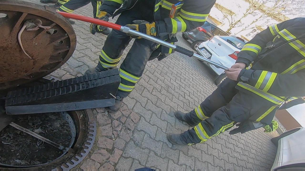 德国一肥老鼠卡在井盖上 惊动消防队“壮观”大救援