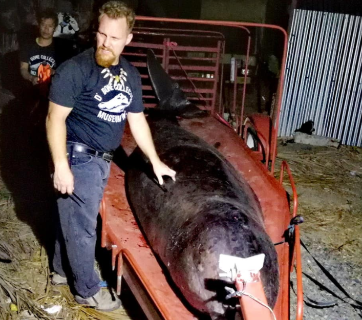 菲律宾海岸发现死亡鲸鱼：胃里塞满80斤塑料垃圾