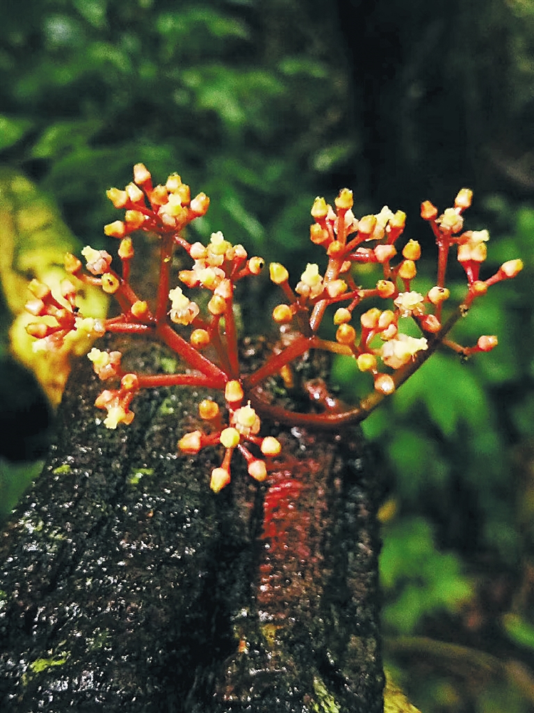阅尽十大雨林现象百花岭热带雨林博物馆
