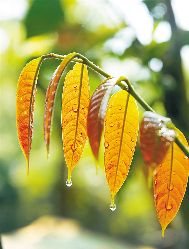 海南日报记者 苏晓杰 摄"滴水叶尖"你听说过"滴水观音"吗?