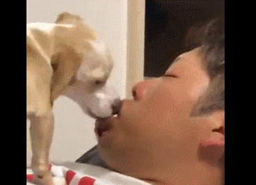 日本男子醉倒后被狗狗"狂吻" 网友评论亮了(动图)