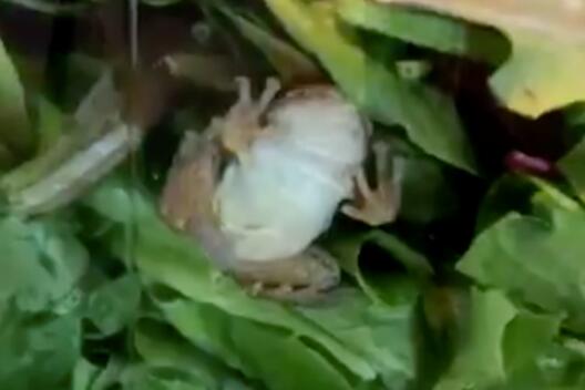 可怕！美国一户人家在盒装沙拉中发现活青蛙