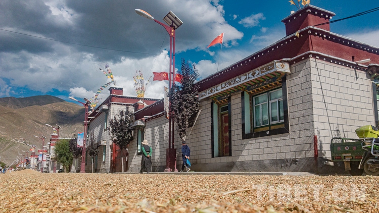 农忙时节克松村的达瓦却很悠闲