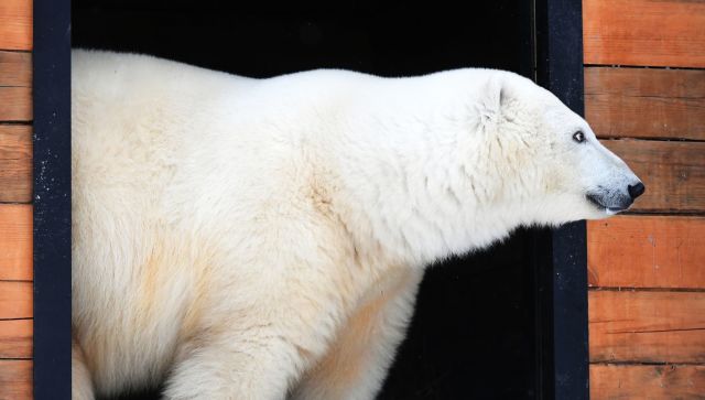 北极熊生活在北半球的极地地区，而楚科奇地区是北极熊在世界上的最大栖居地。