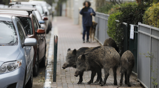 以色列城市野猪泛滥 居民不堪其扰:感觉住在森林