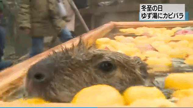 惬意！“网红”动物水豚日本享受柚子温泉浴 边泡边吃(图)