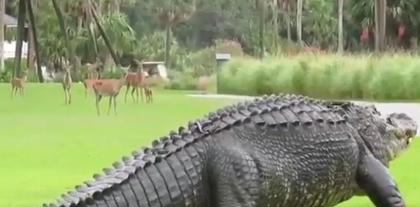 美国4米长巨鳄逛街 路边小鹿看傻 网友惊呼：这是恐龙吗