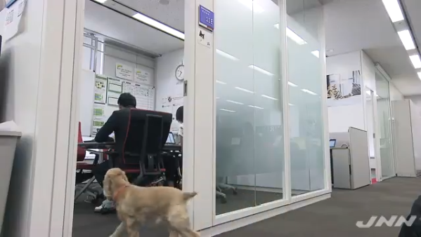 日本企业允许员工带宠物上班 狗狗办公室里撒欢狂奔