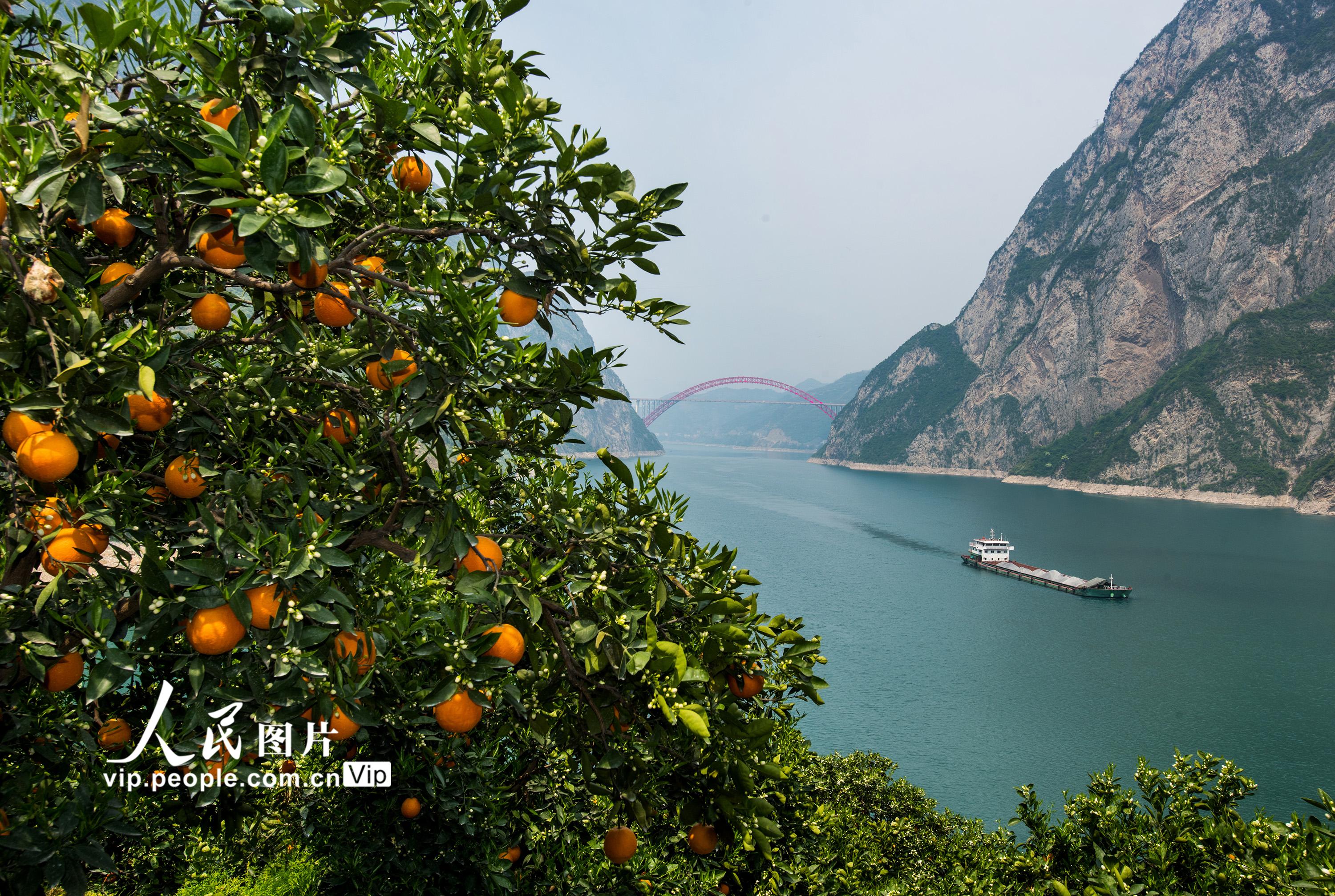湖北宜昌三峡春橙促扶贫