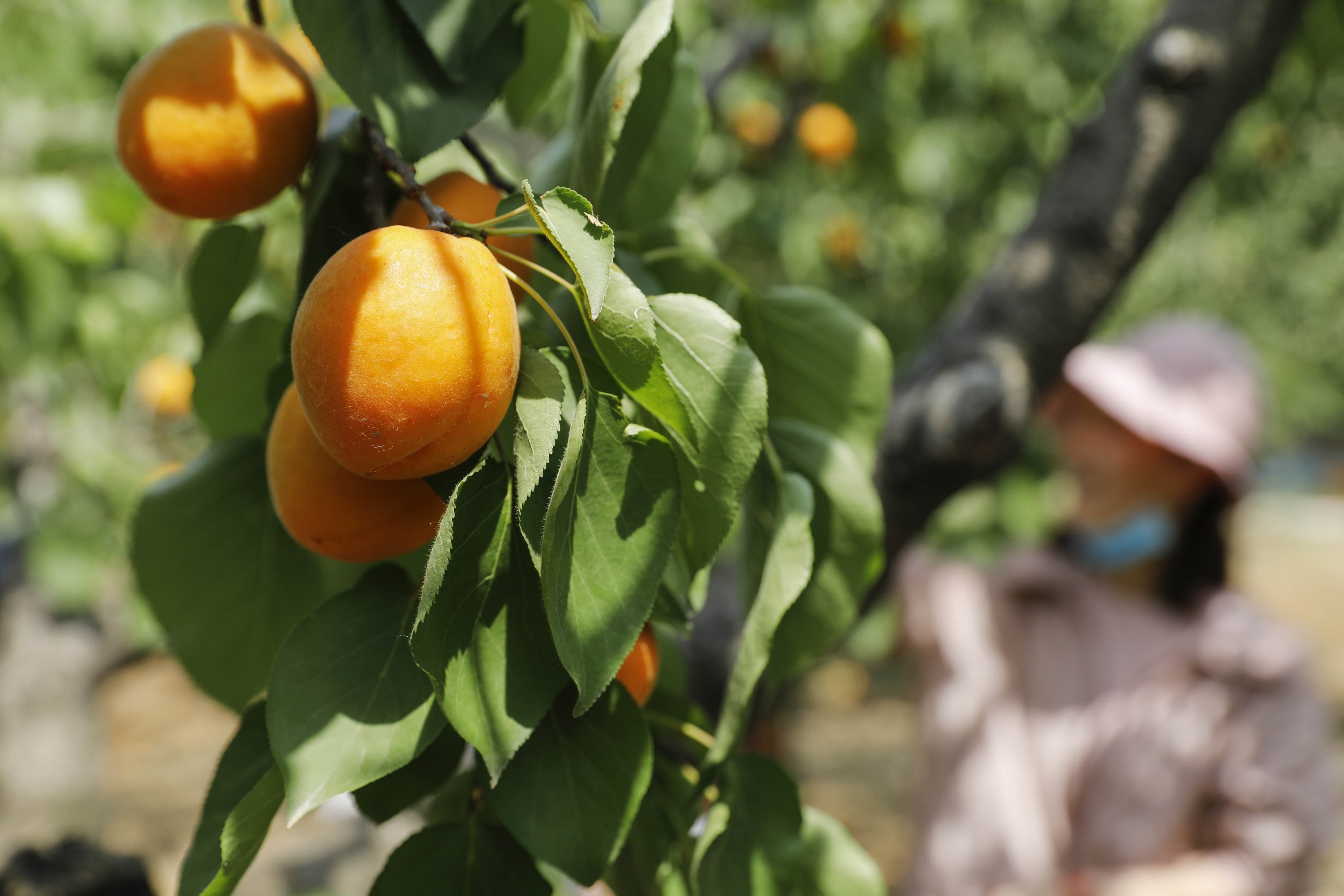 河南宝丰县闹店镇:第二届"杏好遇见你"金杏采摘节即将开幕