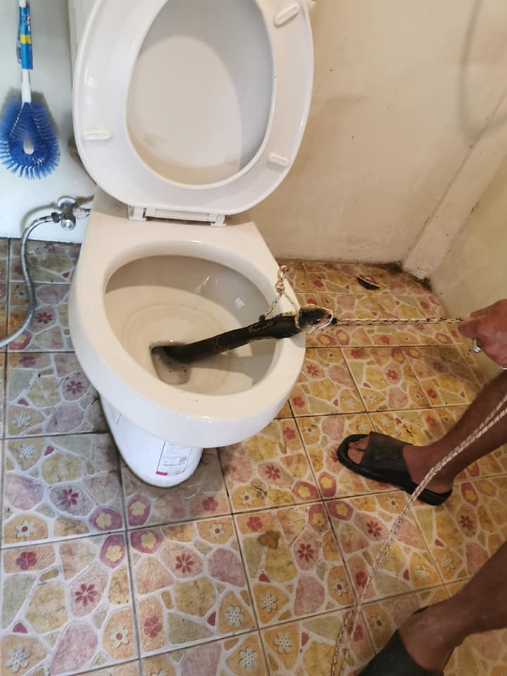泰国男子上厕所,马桶突然窜出张嘴毒蛇！搏斗照令网友寒颤(图)