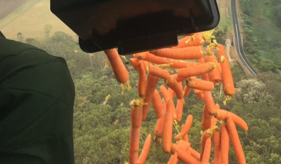 大量胡萝卜从直升机上被空投（图源：马特·基恩推特）