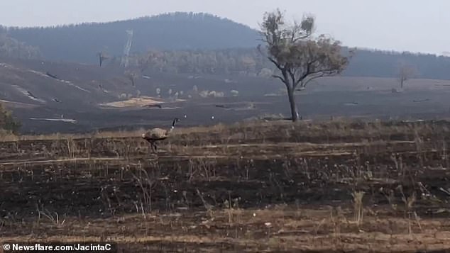 痛心！澳大利亚一农场遭大火侵袭 国鸟鸸鹋成唯一幸存动物