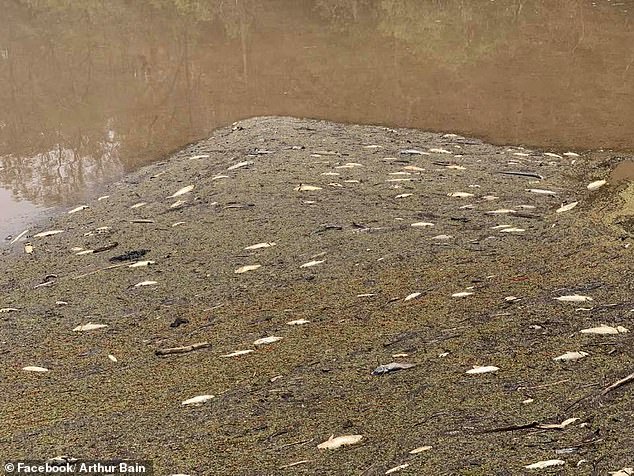 森林大火殃及池鱼！澳大利亚部分河流出现大量死鱼