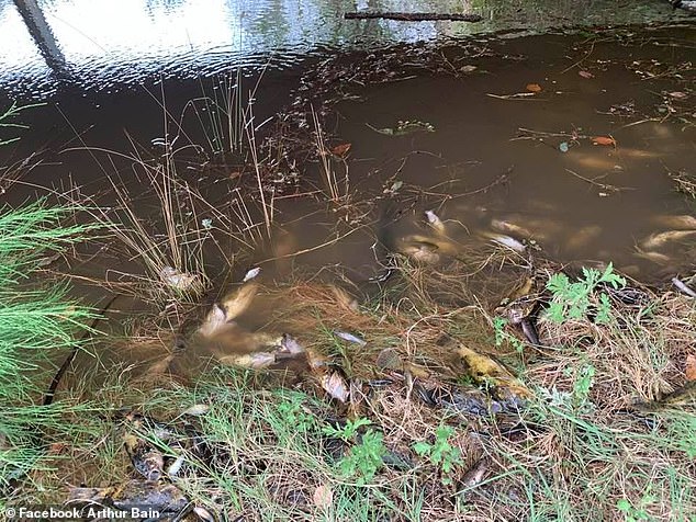 森林大火殃及池鱼！澳大利亚部分河流出现大量死鱼