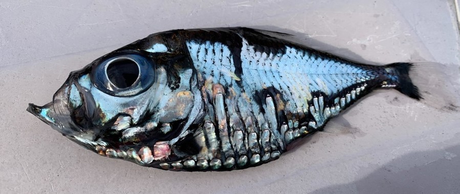 日本渔民捕获谜之深海鱼：可怕又美丽 越看越入迷（图）