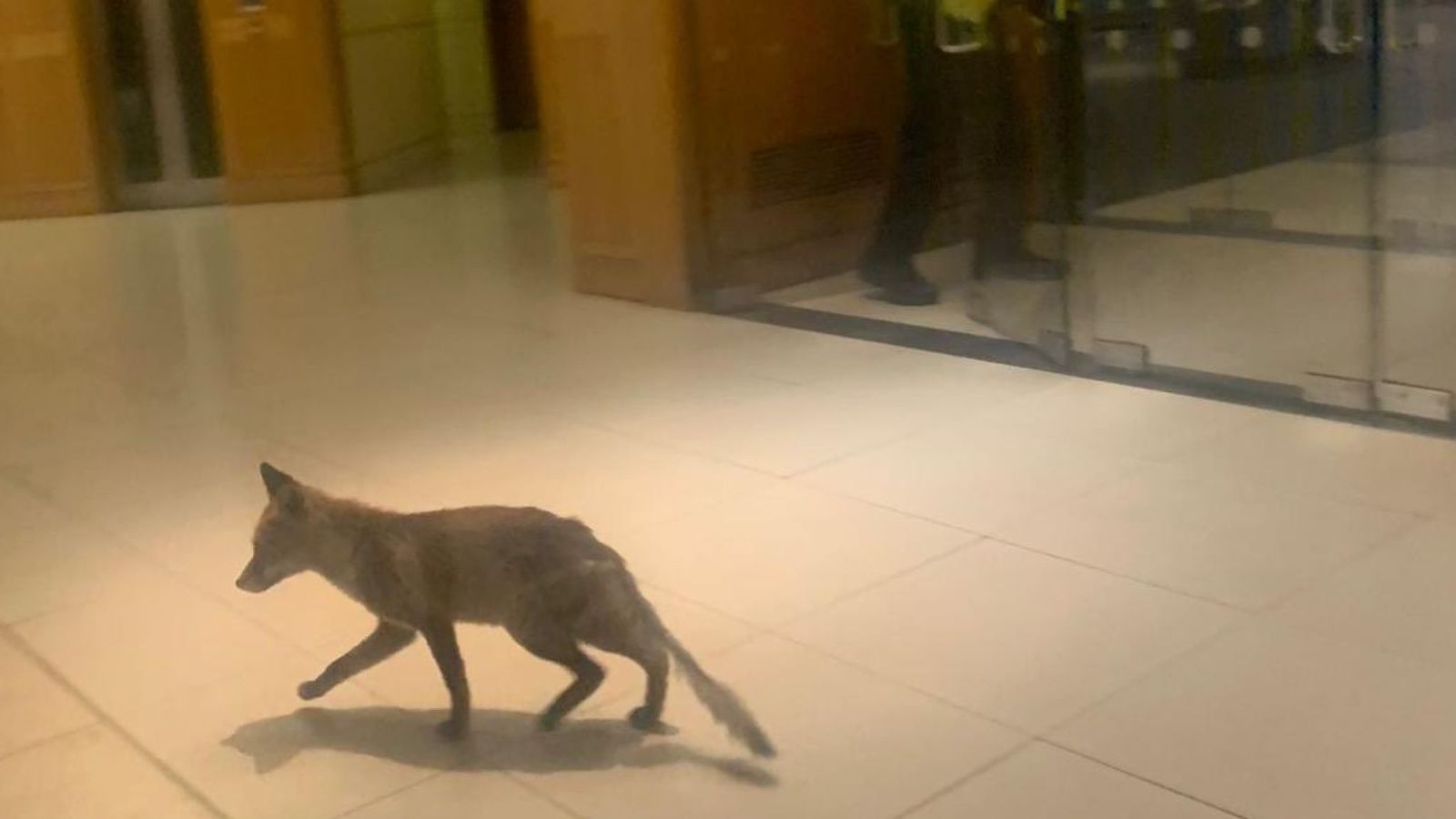 狐狸闯进英国议会大楼 乘自动扶梯跑到四楼才被捕获
