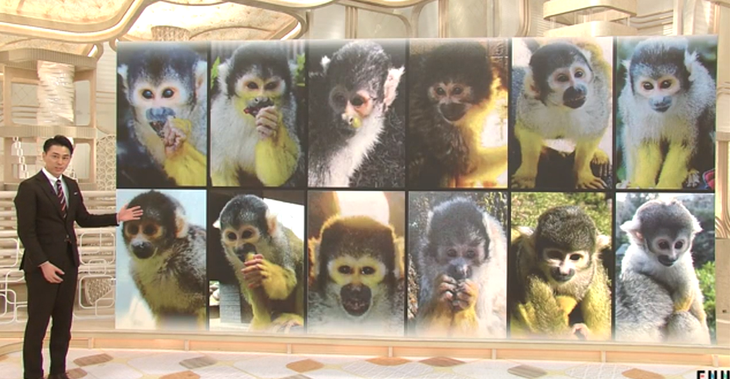 12只“人气猴”接连离奇失踪 日本动物园重金悬赏求破案