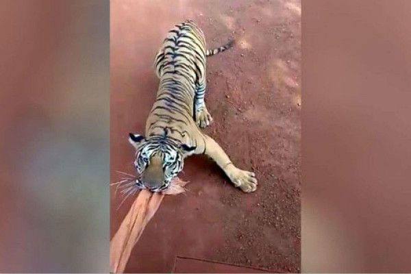 惊魂一刻！印度动物园游览巴士遭老虎猛追 司机导游被停职
