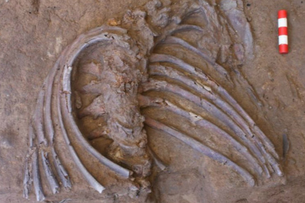 伊拉克沙尼达尔洞穴发现了更为完整的尼安德特人遗骸（图源：今日俄罗斯）