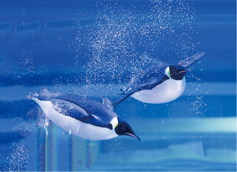 淘宝直播云春游升级国宝大熊猫首次亮相布达拉宫首场5g直播