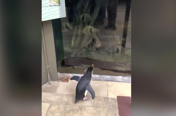美国芝加哥水族馆因疫情关闭 企鹅当起游客 对鱼最感兴趣