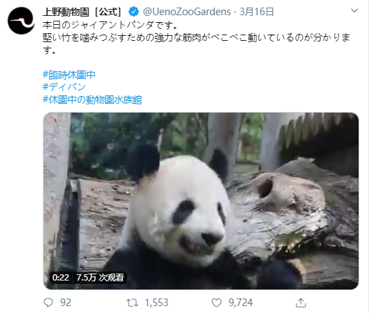 因疫情休园 上野动物园在推特频更熊猫视频 网友连呼“想见你”