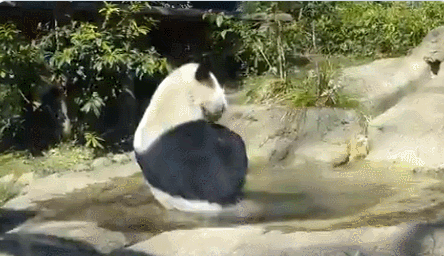 因疫情休园 上野动物园在推特频更熊猫视频 网友连呼“想见你”