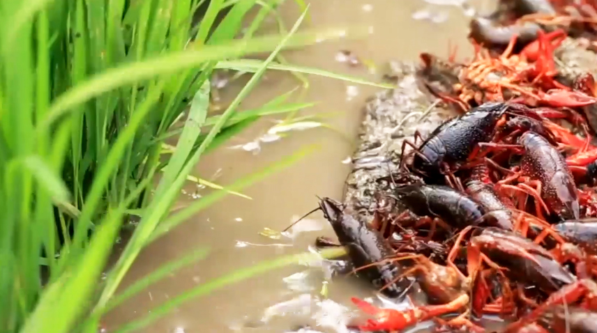 宿迁市宿豫区:稻虾田里说丰年 带老乡走上致富稻路