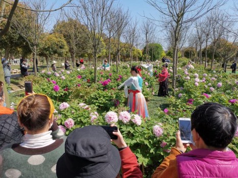 四百多個牡丹品種在常熟市江南紅豆園競豔怒放