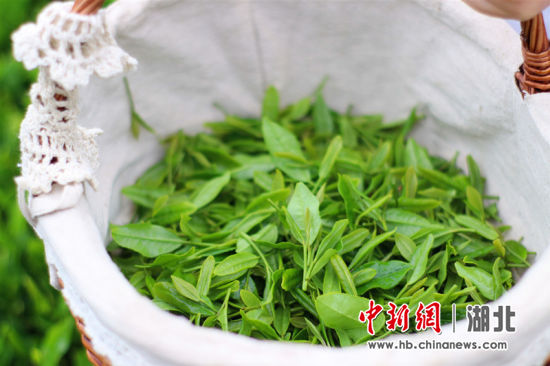 采摘的春茶 邹明镇供图